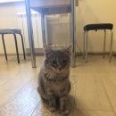 Подробнее об объявлении «Найдена кошка Пушкино» Фото: найдена кошка  «Найдена кошка Пушкино» в г. Пушкино