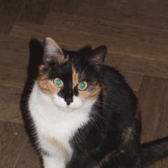 Подробнее об объявлении «Москва Найдена кошка николина гора» Фото: найдена кошка  «Москва Найдена кошка николина гора» в г. Москва