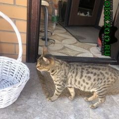 Подробнее об объявлении «Найдена кошка бенгальская Смоленск» Фото: найдена кошка Бенгальская «Найдена кошка бенгальская Смоленск» в г. Смоленск