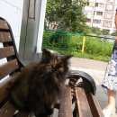 Подробнее об объявлении «Москва Найдена кошка кошечка ищет своего хозяина» Фото: найдена кошка Персидская «Москва Найдена кошка кошечка ищет своего хозяина» в г. Москва