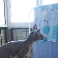 Подробнее об объявлении «Найдена кошка Санкт-Петербург» Фото: найдена кошка Сфинкс «Найдена кошка Санкт-Петербург» в г. Санкт-Петербург