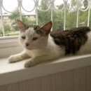 Подробнее об объявлении «Хабаровск Найдена кошка» Фото: найдена кошка  «Хабаровск Найдена кошка» в г. Хабаровск