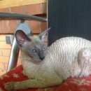 Подробнее об объявлении «Одинцово Найдена кошка корниш рекс» Фото: найдена кошка Корниш-рекс «Одинцово Найдена кошка корниш рекс» в г. Одинцово