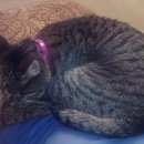 Подробнее об объявлении «Москва Найдена кошка» Фото: найдена кошка  «Москва Найдена кошка» в г. Москва