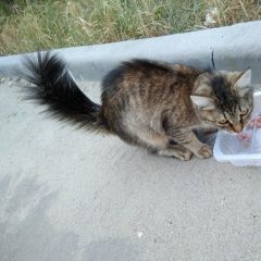 Подробнее об объявлении «Жуковский Найдена кошка с беличьим хвостом» Фото: найдена кошка  «Жуковский Найдена кошка с беличьим хвостом» в г. Жуковский
