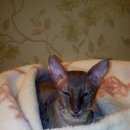 Подробнее об объявлении «Одинцово Найден кот» Фото: найдена кошка Корниш-рекс «Одинцово Найден кот» в г. Одинцово