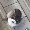 Подробнее об объявлении «Найдена кошка Нижний Новгород» Фото: найдена кошка  «Найдена кошка Нижний Новгород» в г. Нижний Новгород