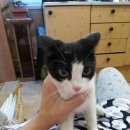 Подробнее об объявлении «Найдена кошка Комсомольск-на-Амуре» Фото: найдена кошка  «Найдена кошка Комсомольск-на-Амуре» в г. Комсомольск-на-Амуре