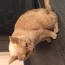 Подробнее об объявлении «Москва Найден кот рыжий кот» Фото: найдена кошка Британская короткошерстная «Москва Найден кот рыжий кот» в г. Москва