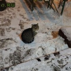 Подробнее об объявлении «Москва Найдена кошка» Фото: найдена кошка  «Москва Найдена кошка» в г. Москва