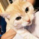 Подробнее об объявлении «Москва Найден кот» Фото: найдена кошка  «Москва Найден кот» в г. Москва