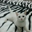 Подробнее об объявлении «Курск Найдена кошка» Фото: найдена кошка  «Курск Найдена кошка» в г. Курск