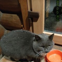 Подробнее об объявлении «Москва Найден кот серый гладкошерстный» Фото: найдена кошка  «Москва Найден кот серый гладкошерстный» в г. Москва