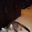 Подробнее об объявлении «Одинцово Найден кот» Фото: найдена кошка  «Одинцово Найден кот» в г. Одинцово