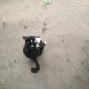 Подробнее об объявлении «Москва Найден кот черно-белый кот/кошка в зеленом ошейнике» Фото: найдена кошка  «Москва Найден кот черно-белый кот/кошка в...» в г. Москва