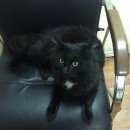 Подробнее об объявлении «Москва Найден кот.» Фото: найдена кошка  «Москва Найден кот.» в г. Москва