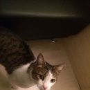 Подробнее об объявлении «Москва Найден кот» Фото: найдена кошка  «Москва Найден кот» в г. Москва