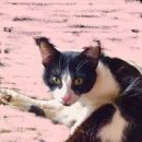 Подробнее об объявлении «Москва Найден кот» Фото: найдена кошка  «Москва Найден кот» в г. Москва