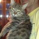 Подробнее об объявлении «Ангарск Найдена кошка кошечка-подросток, ок. 5-ти мес.» Фото: найдена кошка  «Ангарск Найдена кошка кошечка-подросток, ок....» в г. Ангарск