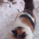 Подробнее об объявлении «Одинцово Найдена кошка» Фото: найдена кошка Сибирская «Одинцово Найдена кошка» в г. Одинцово