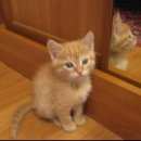 Подробнее об объявлении «Новосибирск Найдена кошка» Фото: найдена кошка  «Новосибирск Найдена кошка» в г. Новосибирск