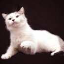 Подробнее об объявлении «Москва Найден кот большой короткошерстный кот» Фото: найдена кошка  «Москва Найден кот большой короткошерстный кот» в г. Москва