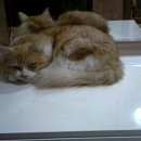 Подробнее об объявлении «Найден котик ищет хозяина Геленджик» Фото: найдена кошка  «Найден котик ищет хозяина Геленджик» в г. Геленджик