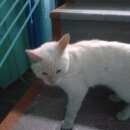 Подробнее об объявлении «Ангарск Найден кот потеряшка» Фото: найдена кошка  «Ангарск Найден кот потеряшка» в г. Ангарск