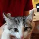 Подробнее об объявлении «Новосибирск Найдена кошка котенок, девочка» Фото: найдена кошка  «Новосибирск Найдена кошка котенок, девочка» в г. Новосибирск