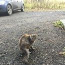 Подробнее об объявлении «Найдена кошка Ярославль» Фото: найдена кошка  «Найдена кошка Ярославль» в г. Ярославль
