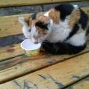 Подробнее об объявлении «Москва Найдена кошка» Фото: найдена кошка  «Москва Найдена кошка» в г. Москва