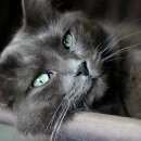 Подробнее об объявлении «Москва Найдена кошка» Фото: найдена кошка  «Москва Найдена кошка» в г. Москва