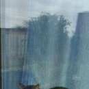 Подробнее об объявлении «Найдена кошка Нижнекамск» Фото: найдена кошка Бенгальская «Найдена кошка Нижнекамск» в г. Нижнекамск