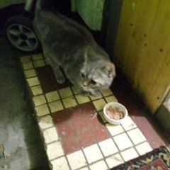 Подробнее об объявлении «Москва Найдена кошка» Фото: найдена кошка Британская короткошерстная «Москва Найдена кошка» в г. Москва