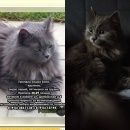 Подробнее об объявлении «Москва Найдена кошка наша боня нашлась» Фото: найдена кошка  «Москва Найдена кошка наша боня нашлась» в г. Москва