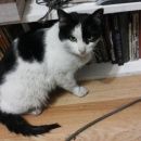 Подробнее об объявлении «Москва Найдена кошка.чёрно белая.» Фото: найдена кошка  «Москва Найдена кошка.чёрно белая.» в г. Москва