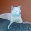 Подробнее об объявлении «Найден кот Балашиха» Фото: найдена кошка  «Найден кот Балашиха» в г. Балашиха