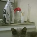 Подробнее об объявлении «Москва Найдена кошка» Фото: найдена кошка  «Москва Найдена кошка» в г. Москва