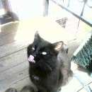 Подробнее об объявлении «Санкт-Петербург Найден кот черный кот» Фото: найдена кошка  «Санкт-Петербург Найден кот черный кот» в г. Санкт-Петербург