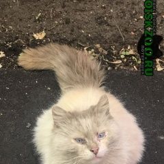 Подробнее об объявлении «Москва Найдена кошка» Фото: найдена кошка  «Москва Найдена кошка» в г. Москва