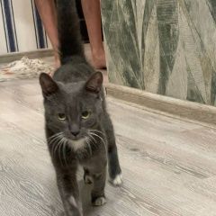 ����: ������� �����  ������� ��� �������� ��� ������� ��������� � �. ���������