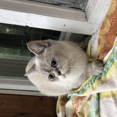 Подробнее об объявлении «Найден кот Пушкино» Фото: найдена кошка  «Найден кот Пушкино» в г. Пушкино