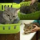 Подробнее об объявлении «Москва Найдена кошка» Фото: найдена кошка  «Москва Найдена кошка» в г. Москва