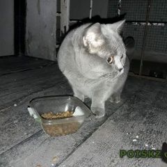 Подробнее об объявлении «Москва Найдена кошка отзовитесь хозяева» Фото: найдена кошка >  Скоттиш фолд (шотландская вислоухая) и  скоттиш страйт «Москва Найдена кошка отзовитесь хозяева» в г. Москва