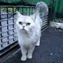 Подробнее об объявлении «Найдена кошка Батайск» Фото: найдена кошка  «Найдена кошка Батайск» в г. Батайск