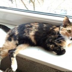 Подробнее об объявлении «Москва Найдена кошка в южном тушино» Фото: найдена кошка  «Москва Найдена кошка в южном тушино» в г. Москва