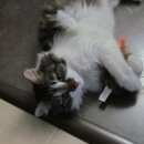 Подробнее об объявлении «Найден котик Дмитров» Фото: найдена кошка Сибирская «Найден котик Дмитров» в г. Дмитров