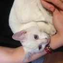 Подробнее об объявлении «Москва Найдена кошка м.аннино, белая кошка/котенок» Фото: найдена кошка  «Москва Найдена кошка м.аннино, белая кошка/котенок» в г. Москва