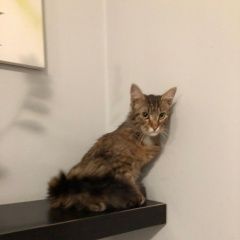 Подробнее об объявлении «Москва Найден кот» Фото: найдена кошка  «Москва Найден кот» в г. Москва
