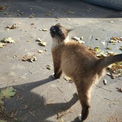 Подробнее об объявлении «Москва Найдена кошка тайская кофе с молоком» Фото: найдена кошка Тайская «Москва Найдена кошка тайская кофе с молоком» в г. Москва